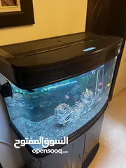  4 حوض سمك زينه كبير جاهز مع الاسماك