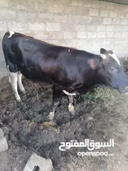  1 ثور عماني للبيع سمين ما شاءالله