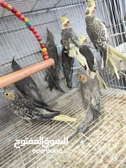  3 طيور كوكتيل 8 حبات كلو اليف شوف الريلز