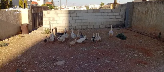  1 وز وبط للبيع او للبدل على صخله أو عبور مع دفع الفرق