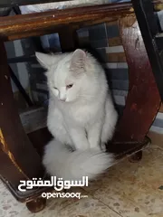  1 شيراز ابيض