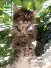  10 2 ذكر 2 اناث