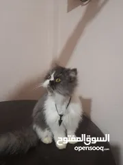  3 قط نوع هملايا للبيم