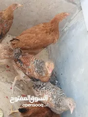  6 فراخ دجاج عدد 13 للبيع