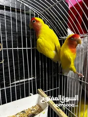  4 جوز روز لاتينو عين حمرة قابل للبدل تحتهم اربع بيضات مع قفص جديد وكوخ كبير جديد موجودات بالهاشمية