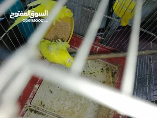  2 جوز حب هوجو رومو لاتينو  وردات فل شغال للبيع او للبدل علا جوز كنار .. اقرأ الوصف .. للبيع بدون قفص