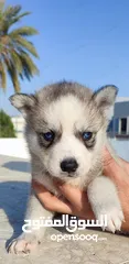  5 husky puppies available