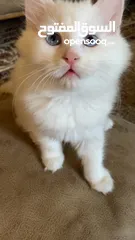  4 قطط عمر شهرين للبيع شيرازي