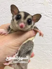  1 Sugar glider baby