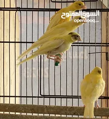  4 سعرر حرقق مخاليف كنار الحبة ع 6((((((نهايتهم))))))