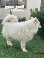  4 كلاب سامويد للبيع