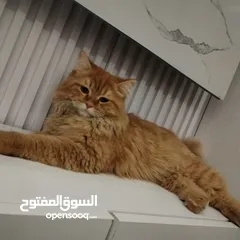  5 قطط للبيع .