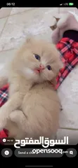  13 سكوتش فولد بيور kitten