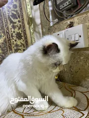  3 انثى هملايا العمر 5 اشهر