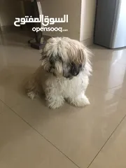  5 بيع كلبة منزلية وديعة جداً