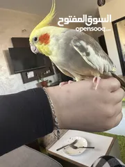  2 ببغاء كوكتيل أليف للبيع