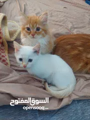  5 قطط جميله منوعه مكس شانشيلا سكوتس فولد مع بلدي