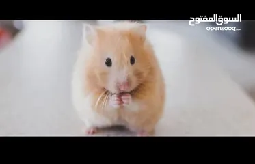  2 هامستر للبيع