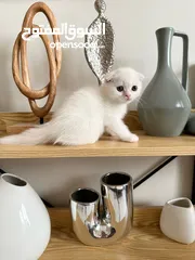  10 Pure White Scottish Fold kitten