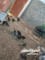  1 فرخات دجاج بلدي وفيومي صحه ونظافه ولله الحمد مطعمات عمر شهر ونص لشهرين