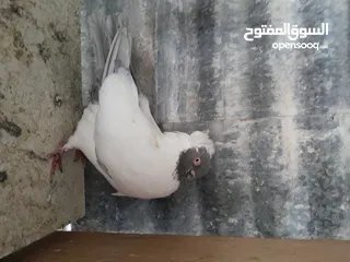  19 متاح  جواز  حمام الماني  كلو شغال جوز بلوني احمر تحته بيض وطيره مزهوراي حمره مع فرخها  وطيره مسوداي