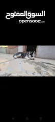  2 جراوي  هاسكي
