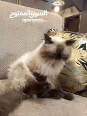  2 قط هملايا ذكر للبيع بسعر مغري