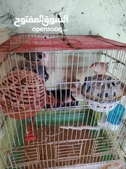  3 مجموعة طيور روز وفشر  للبيع أو البدل