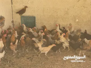  4 دجاج عماني فرنسي للبيع