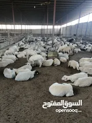  7 غنم وعجول للبيع