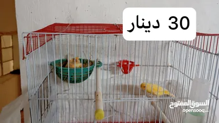  1 3 جواز كنار جميعهم  تحتهم بيض الجوز ب30د + فراخ كناري عمر شهرين ونصف وأكثر الفرح ب5د موجود في مادبا