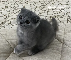  3 سكوتش فولد بيور pure Scottish fold