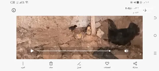  10 3 جاجات مع فراخهم