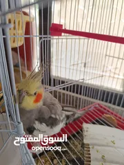  2 كوكتيل جوز ذكر وأنثى عمر 9 شهور