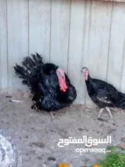  9 جوز حبش ما شاء الله صحه ونضافة