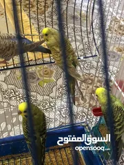  7 طيور حب 3 ازواج شرط بزارات مع تك هاجرمو نضيفات مال بيت شراي خاص