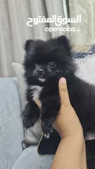  13 Mini Pomeranian Male puppy