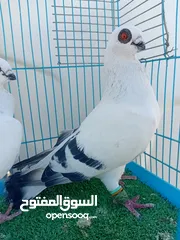  4 بعد الصلاة ع النبي جوزين بواز بلديات نخب اول ع حل شغالات جفن ودماغ ع طبيعه أجمل من الصور