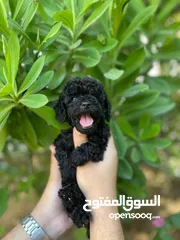  4 Toy poodle blak