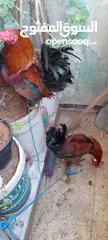  3 ديكين للبيع