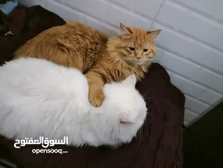  2 قطط شرازيه زوجين للبيع