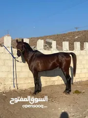  1 خيل عربي فحل