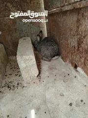  3 ارانب للبيع