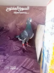  1 اجواز نخب للبيع بسعر حرق أو للبدل علا عصافير