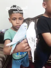  2 متاح جوزين حب شغلات 100/100 او اليفات بسعر حرق حرق للبيع اقرء الوصف
