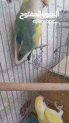  6 جوز روز منتج حجم و صحه و نظافه و ريش
