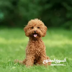  1 مطلوب كلب بودل أنثى للشراء او تزاوج