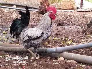  7 متاح جاج بلدي +فرخ الماني + صوص بلدي