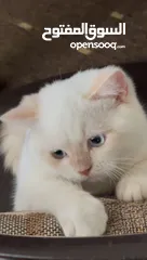  1 قط ذكر للبيع