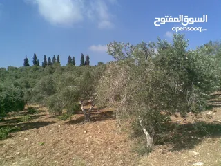  3 2دونم للبيع في كفرراعي (جنين)